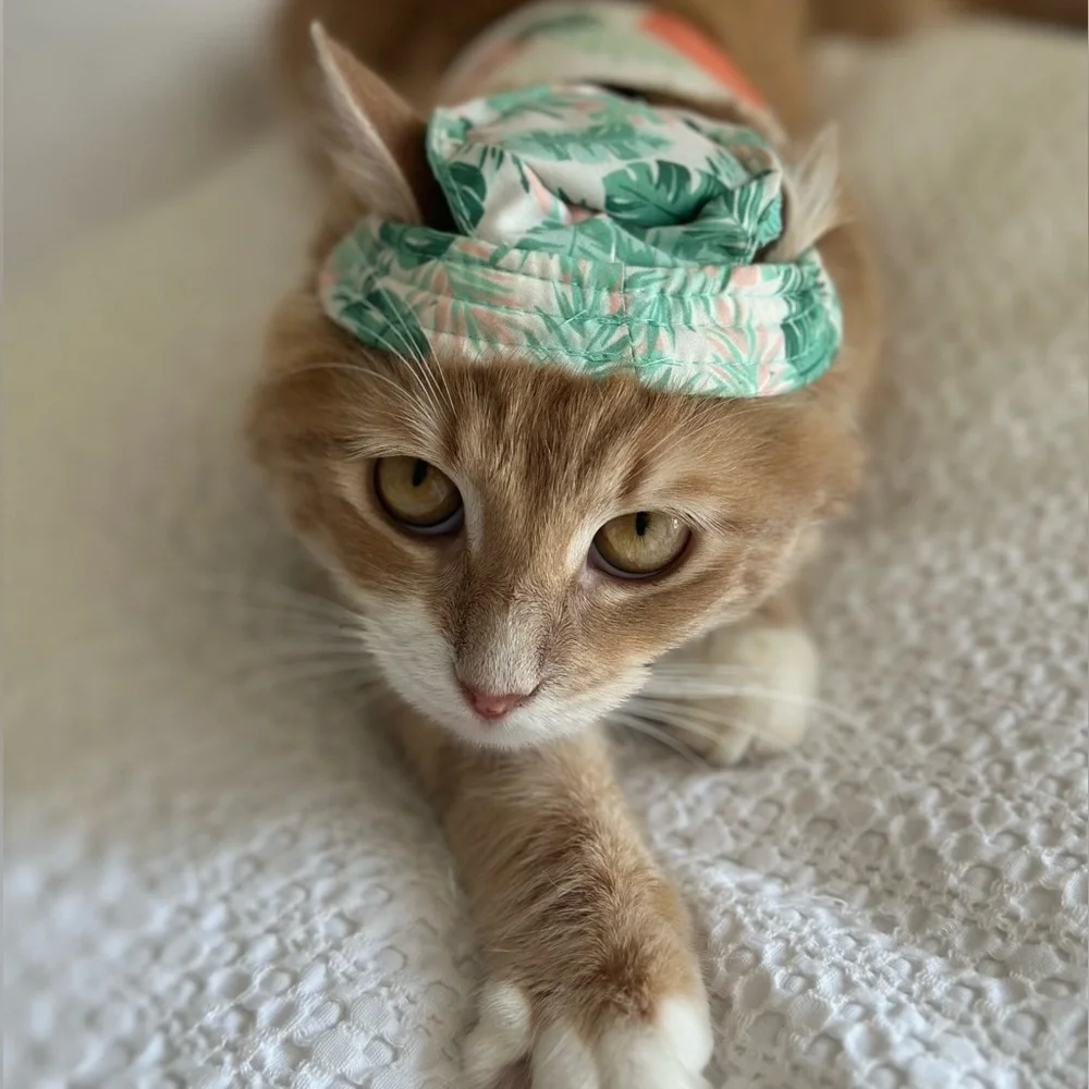 cat hat
